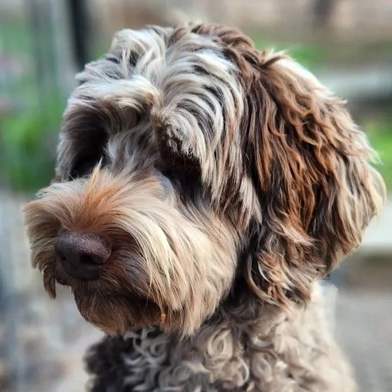 Chloe