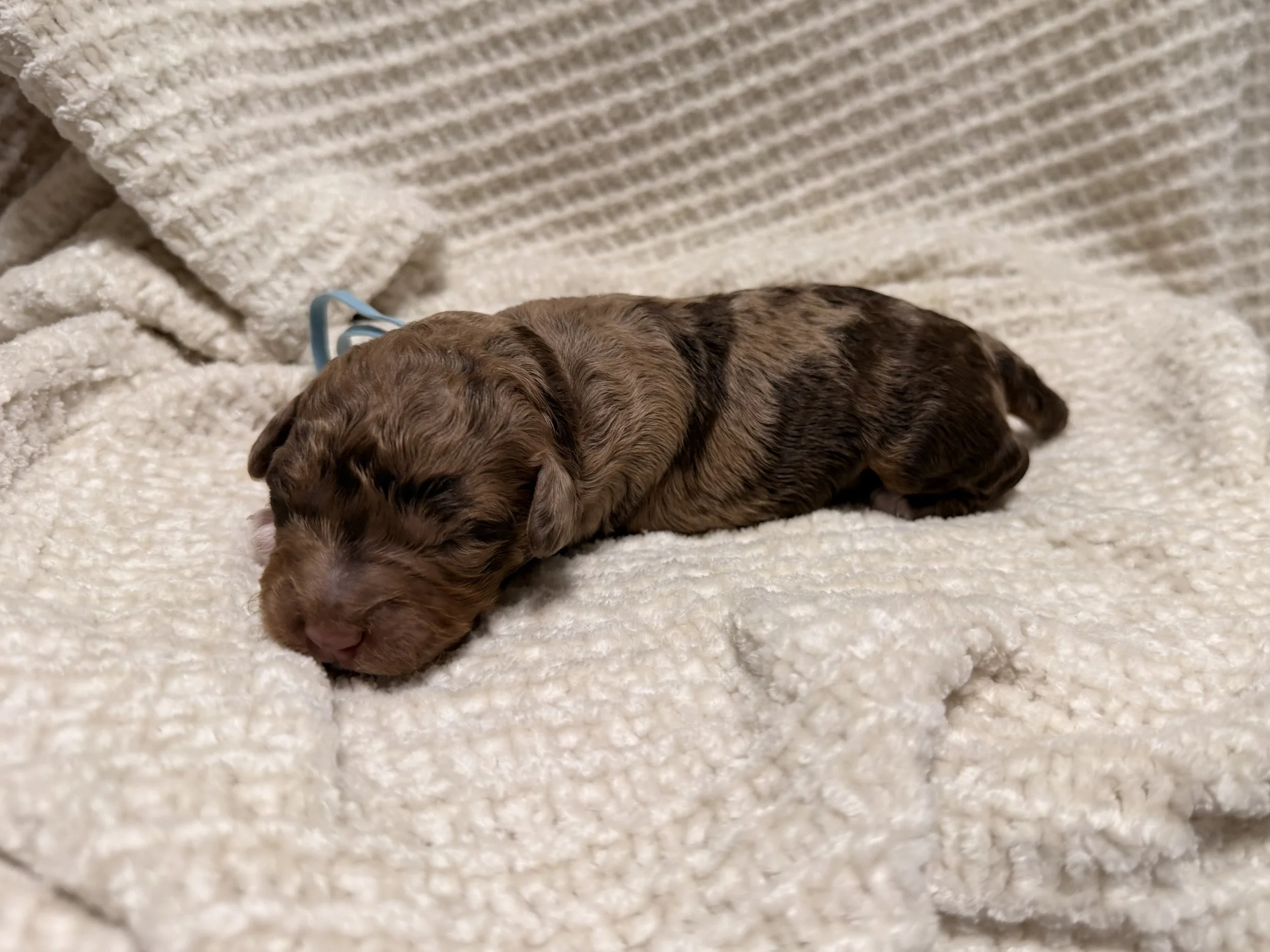 chocolate merle male