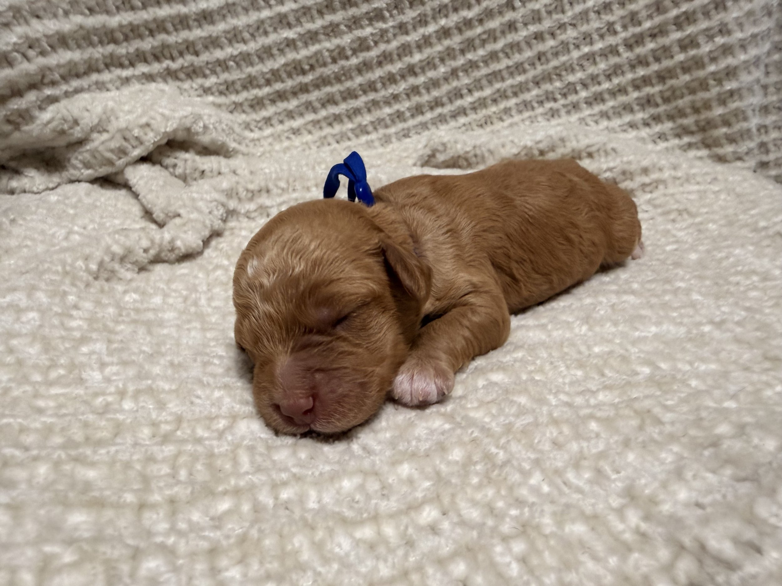 caramel male