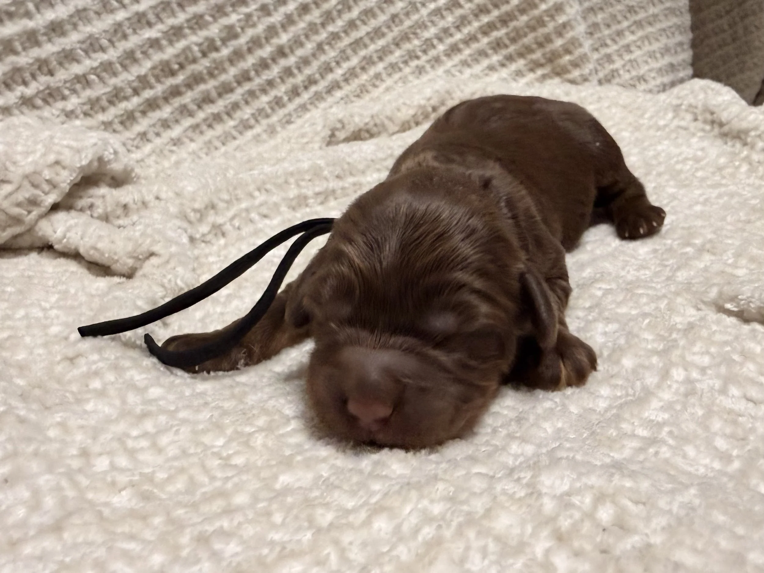 chocolate phantom female