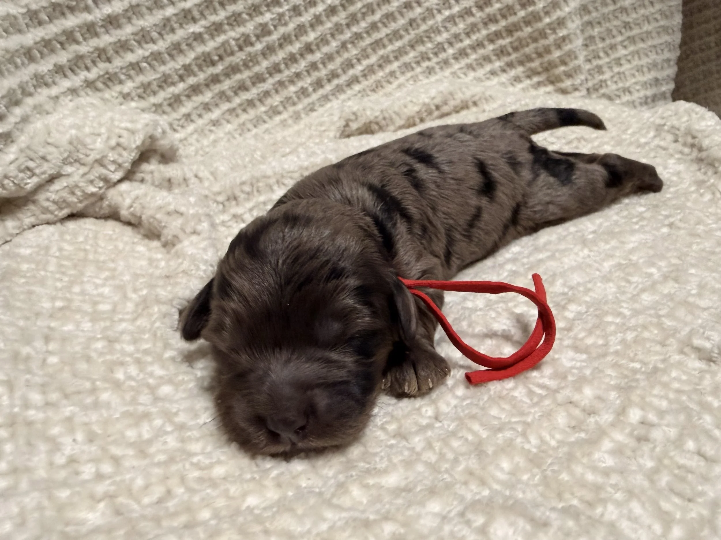 blue merle male