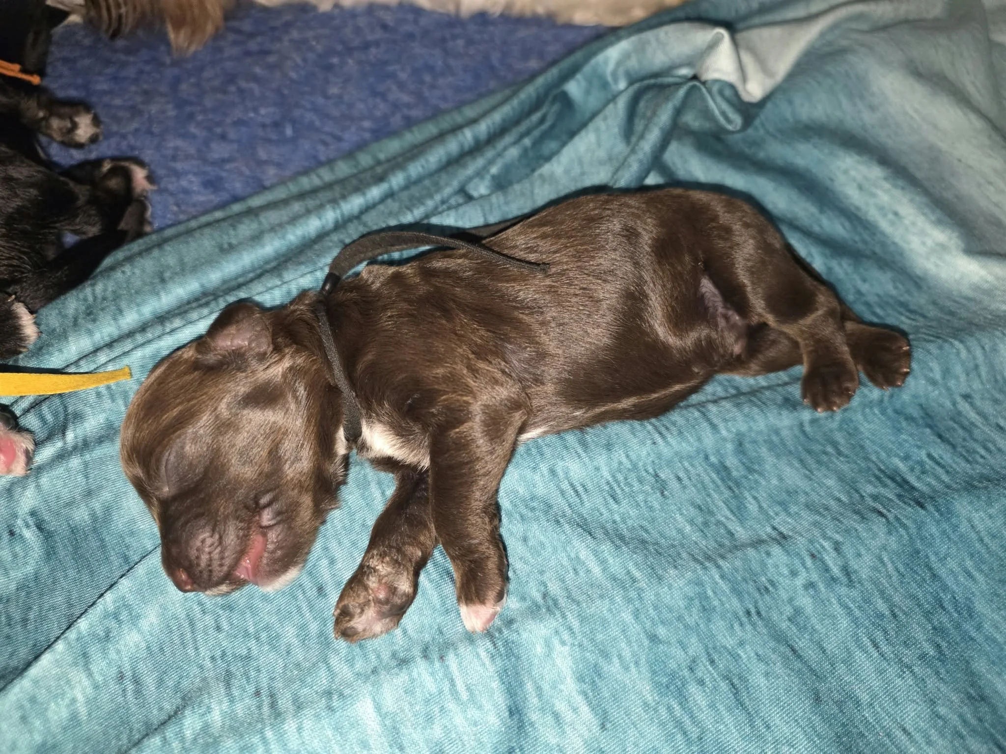 Ember - male