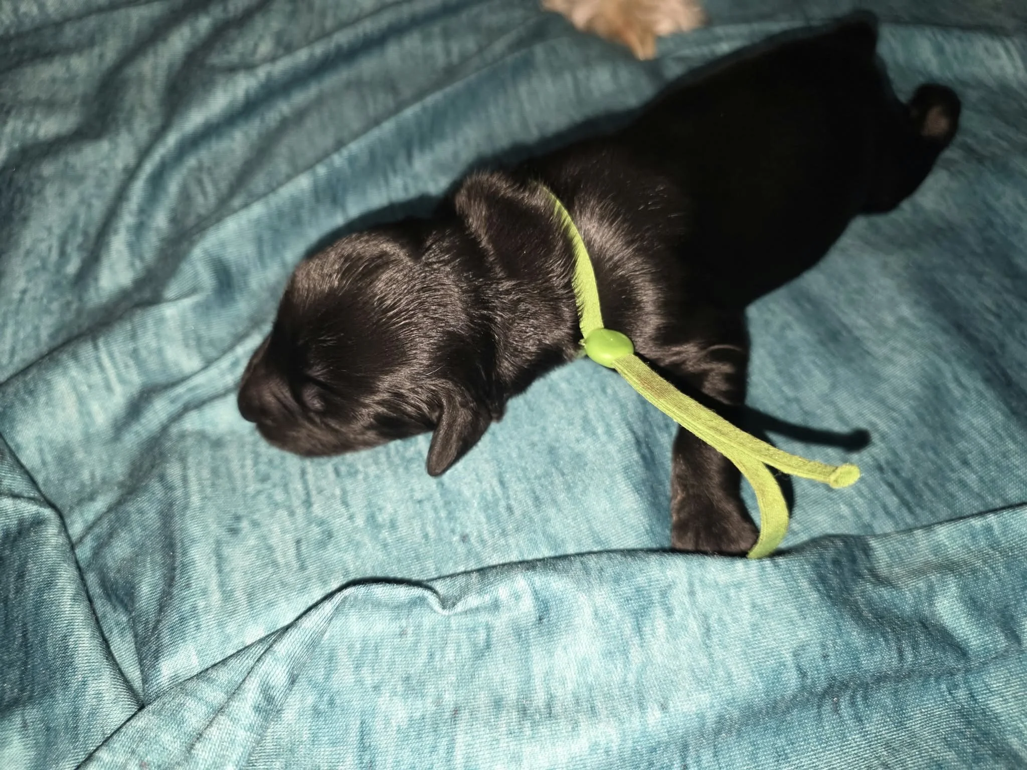 Sparky- male