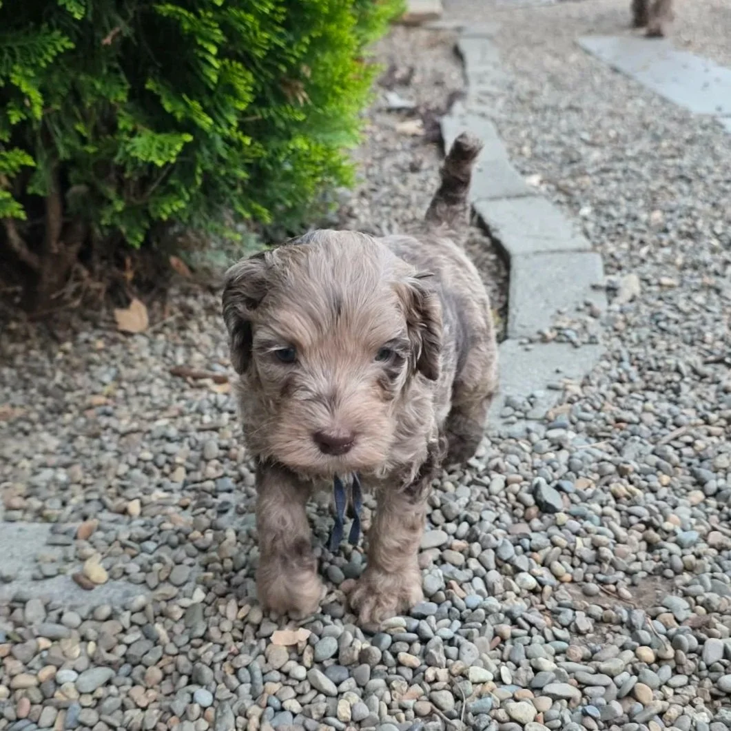 Scout