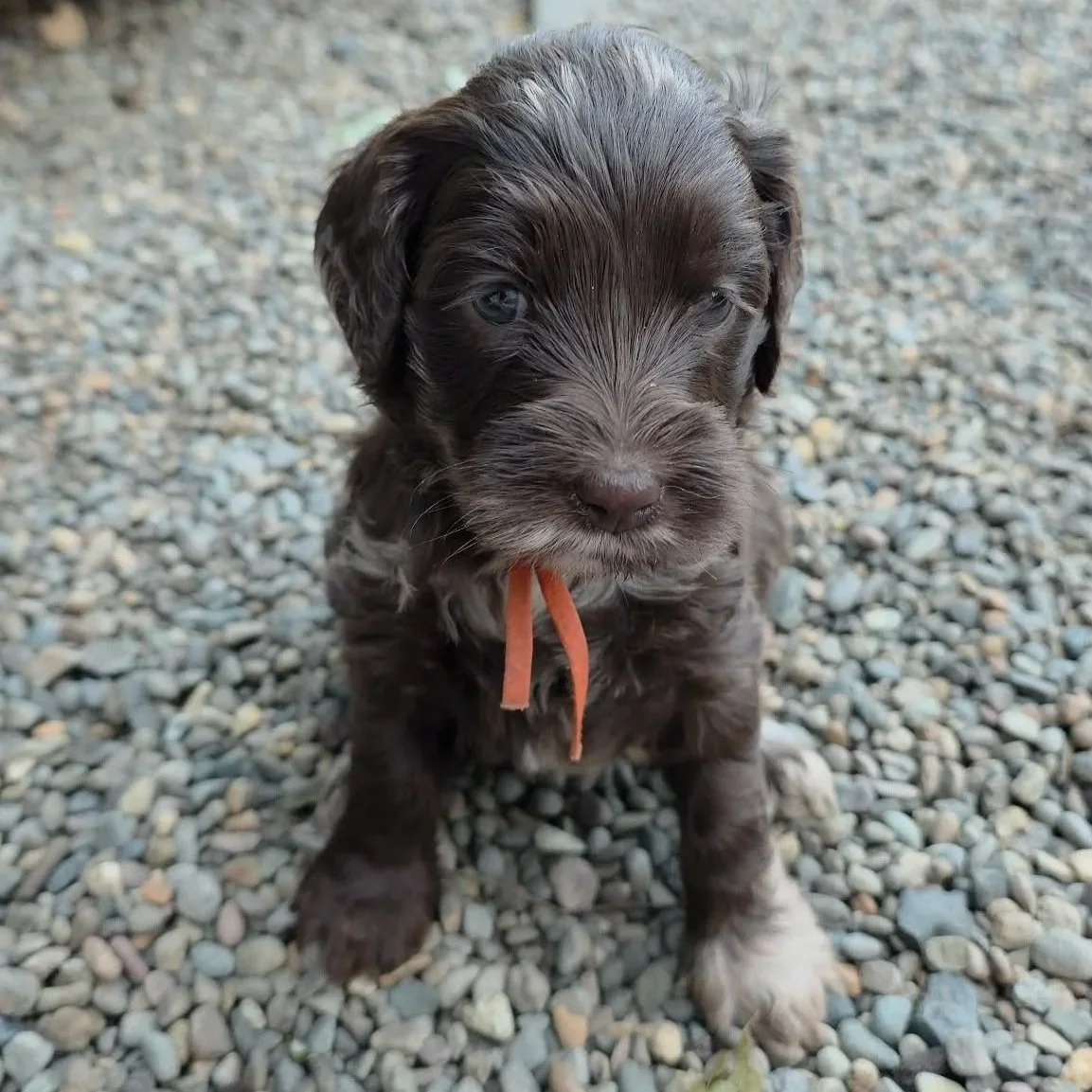 Skye