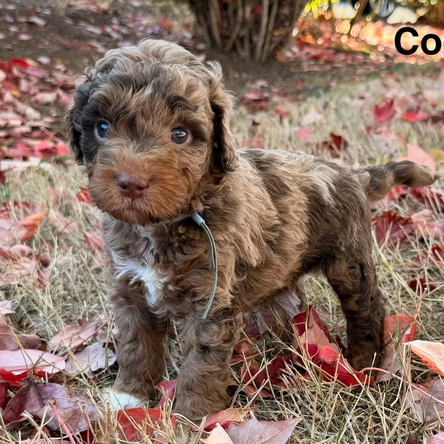 Cookie male