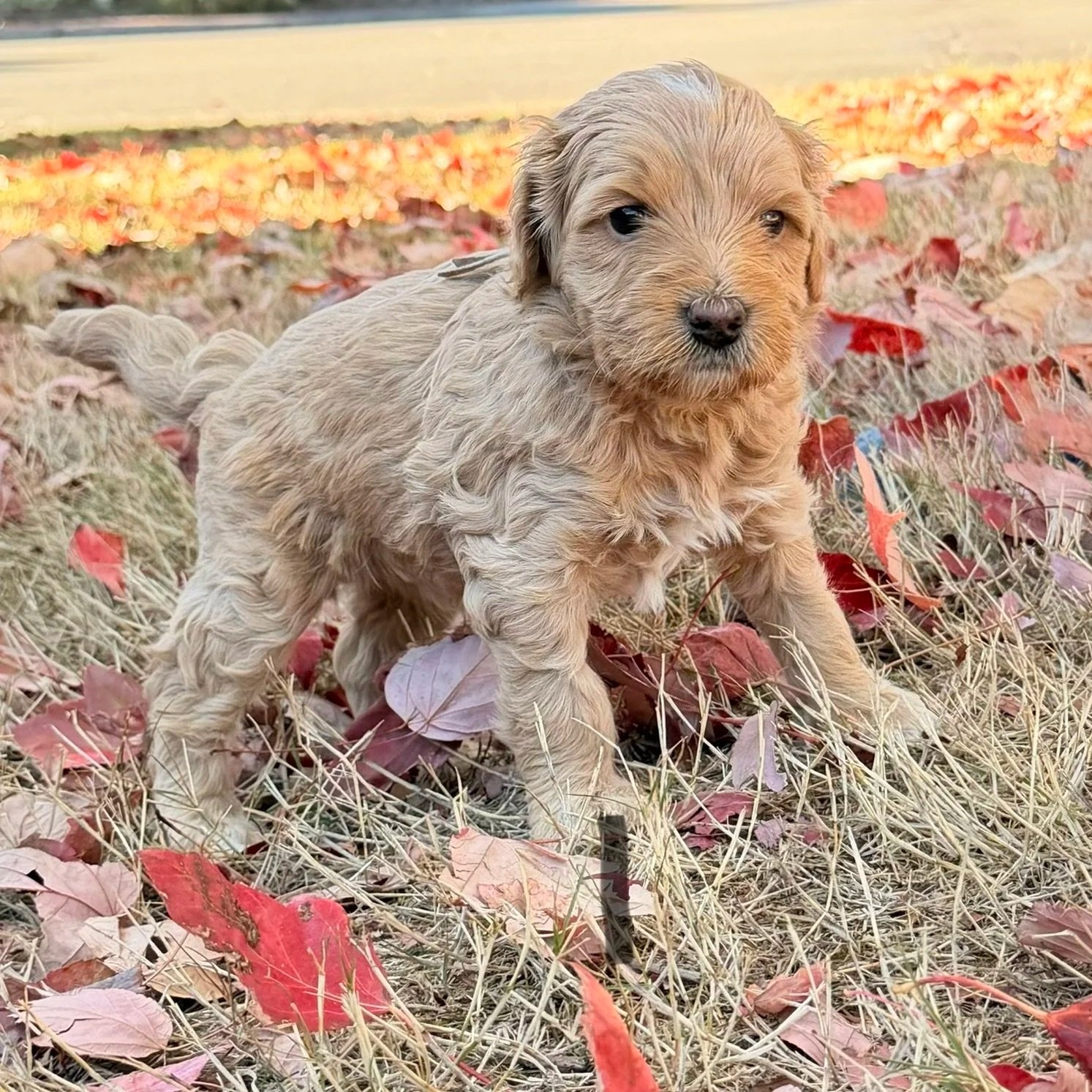 Maple male