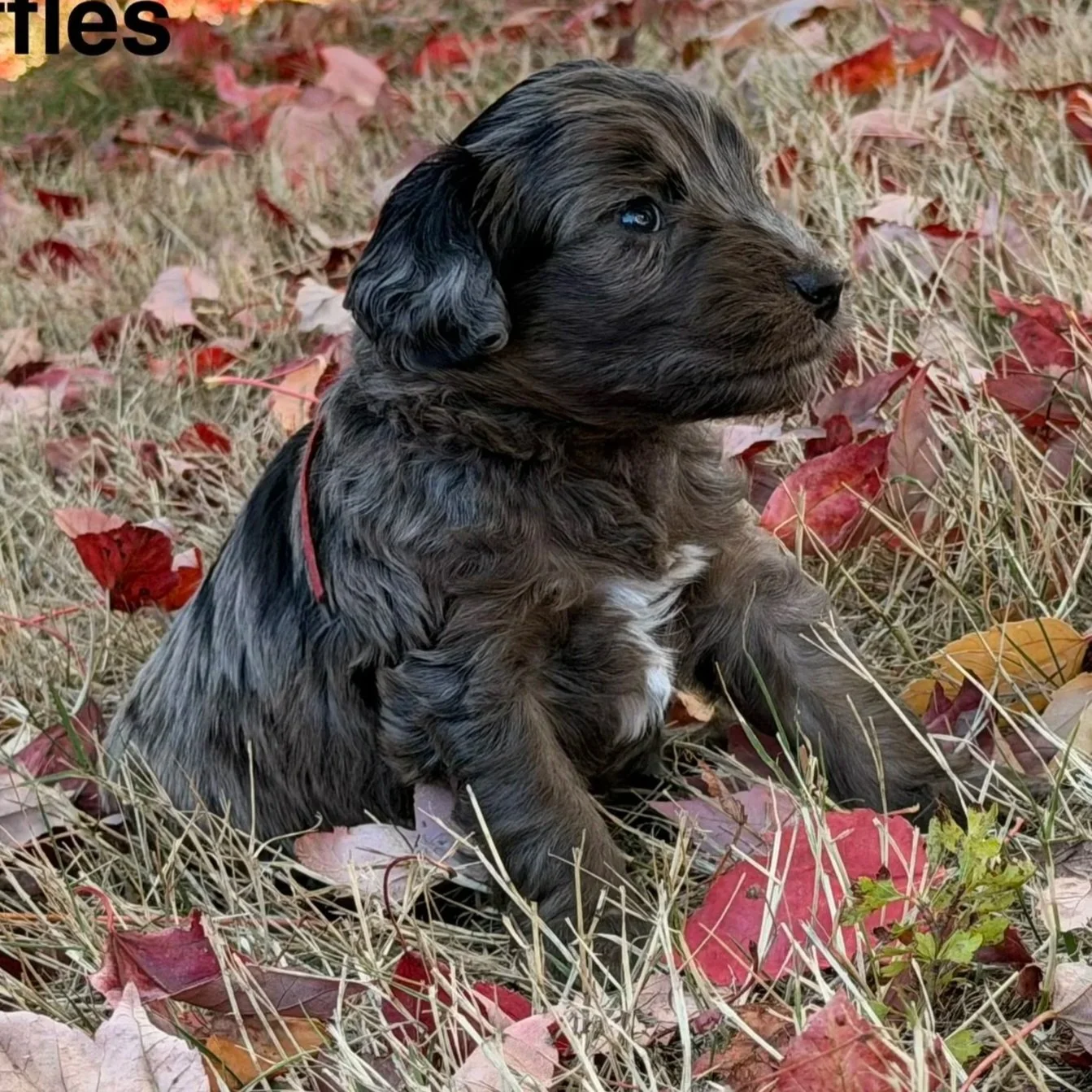 Truffles male 