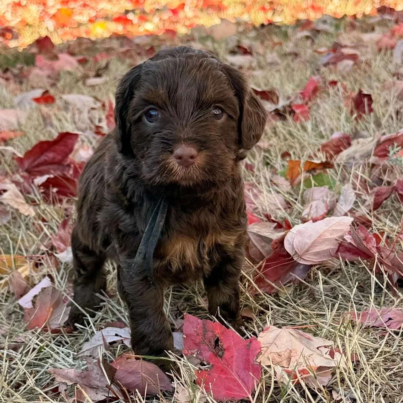 Hershey female