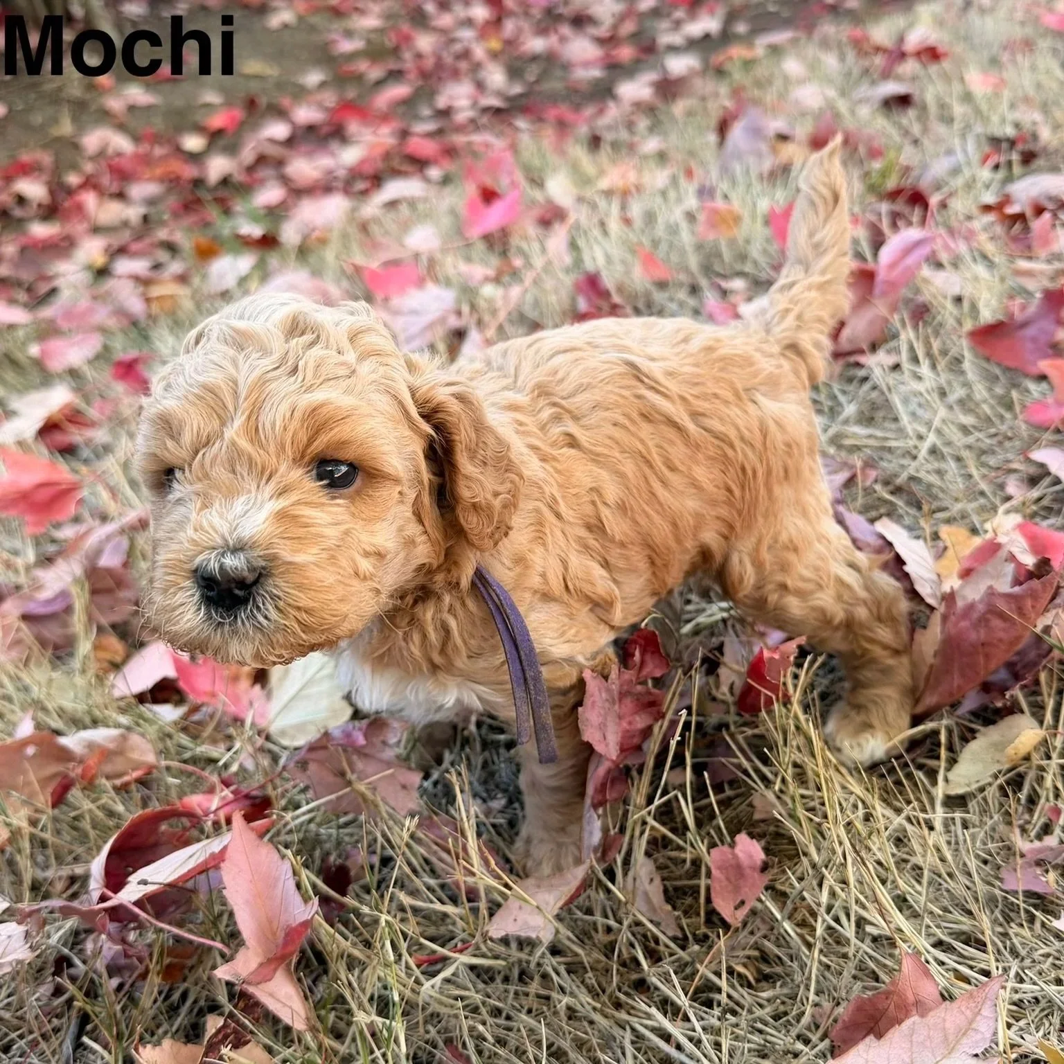 Mochi female