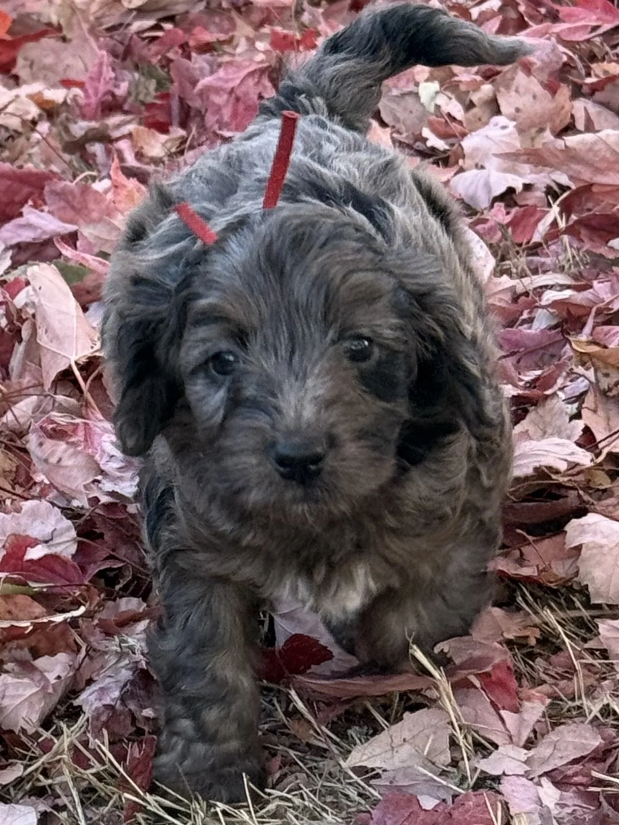 Truffles male