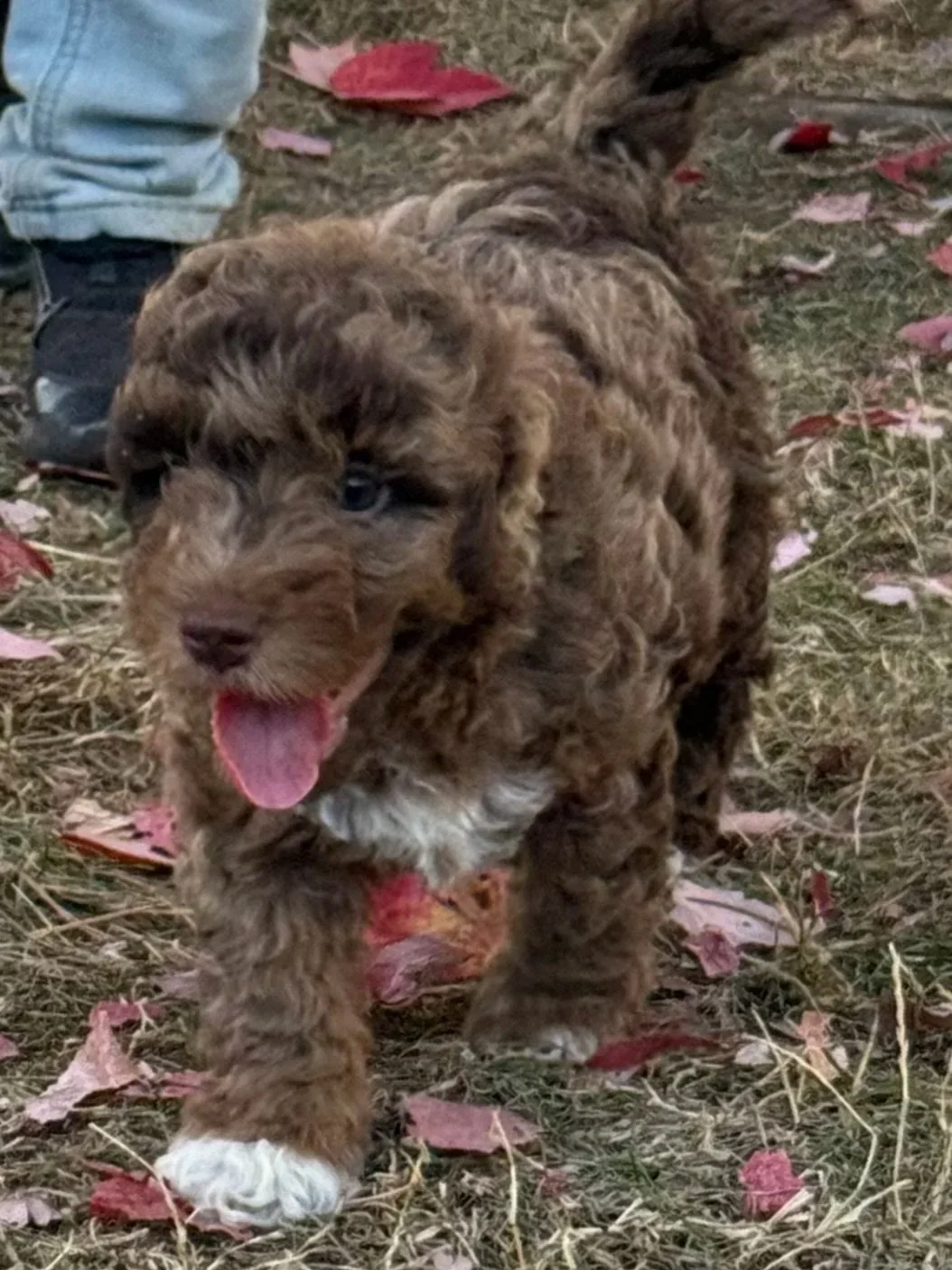 Cookie male