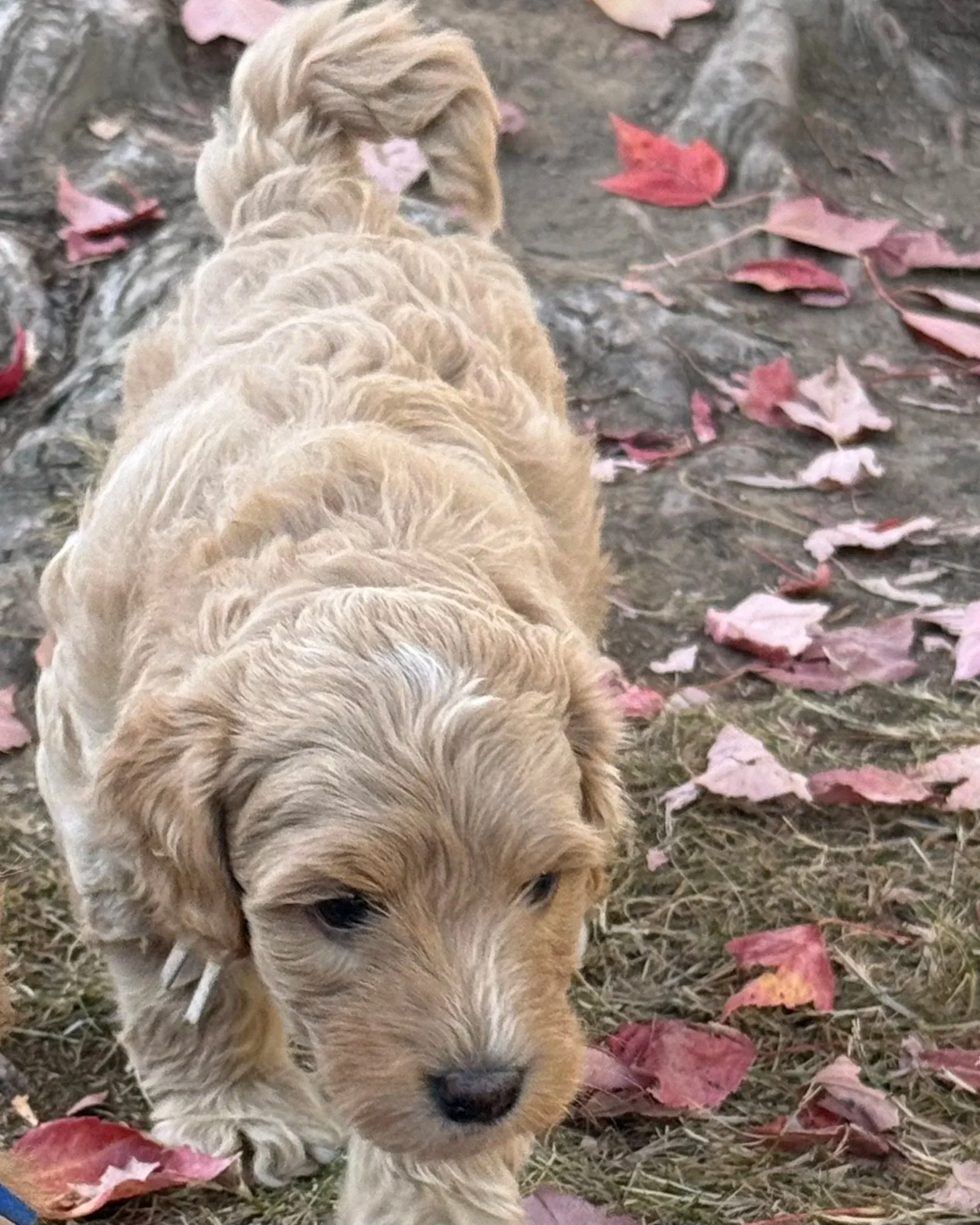 Maple male