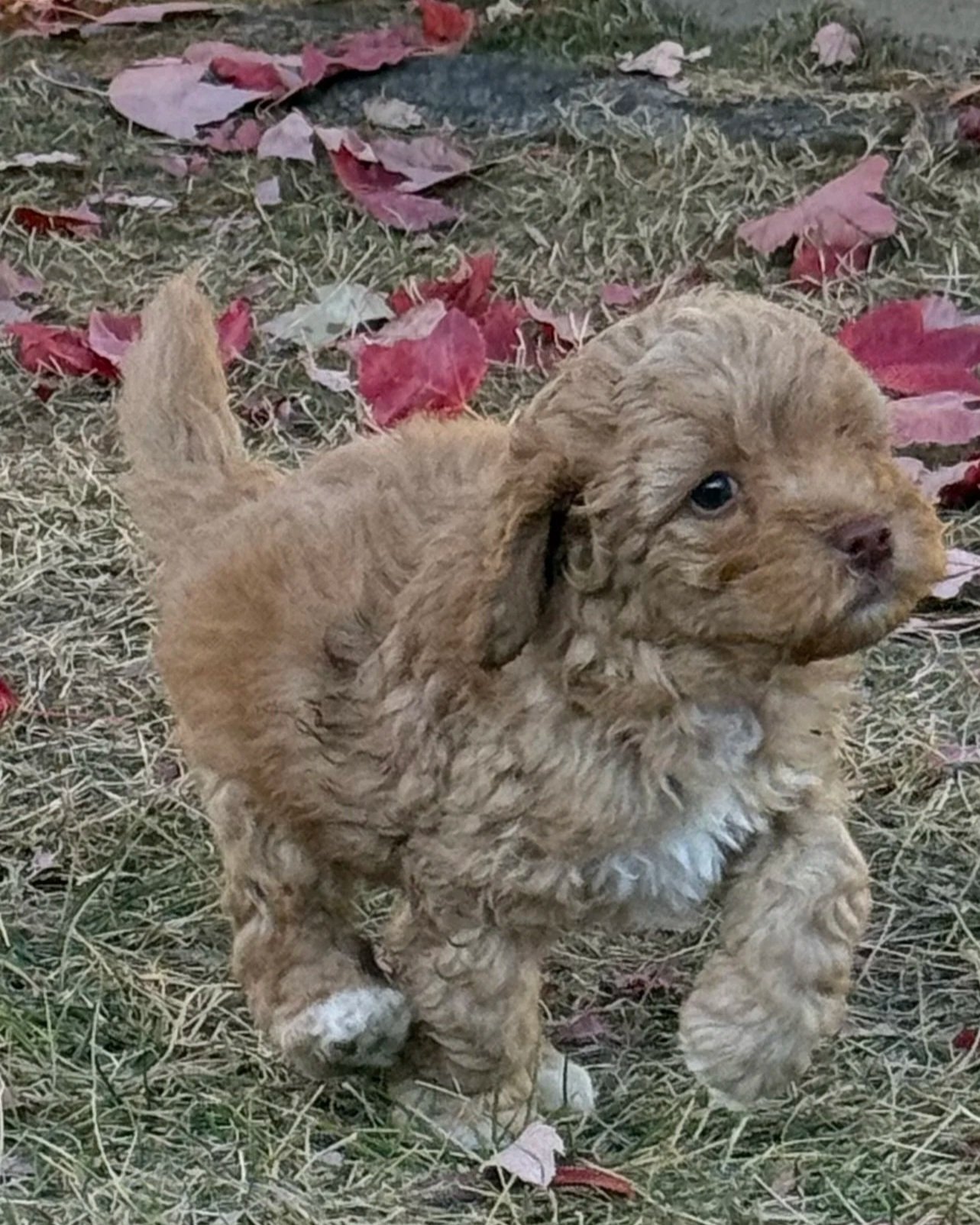 Twix male