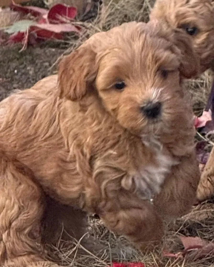 Cheesecake female