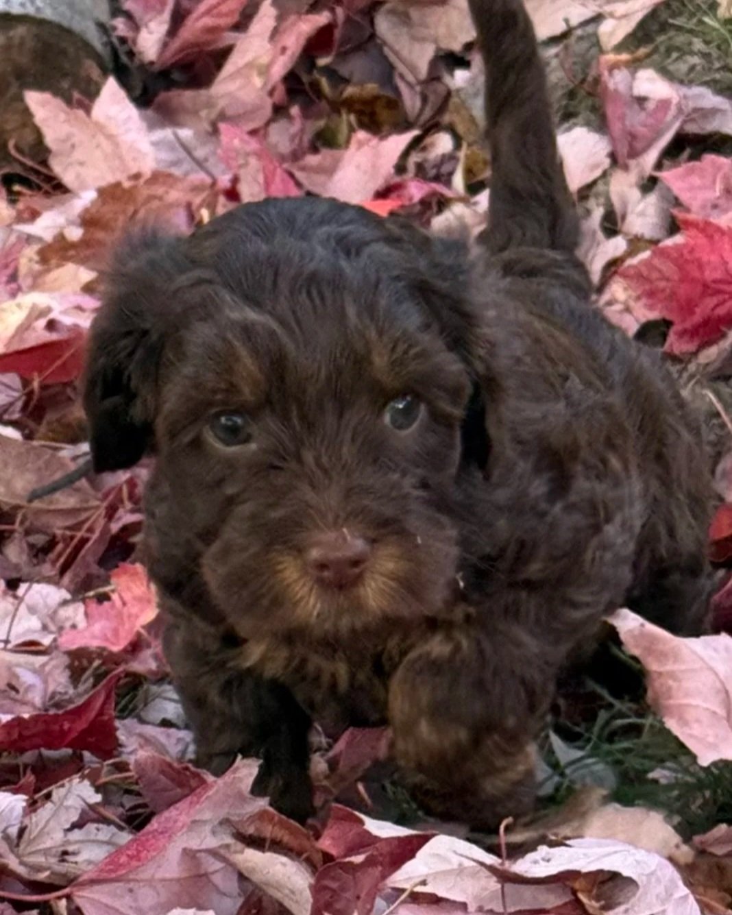 Hershey female