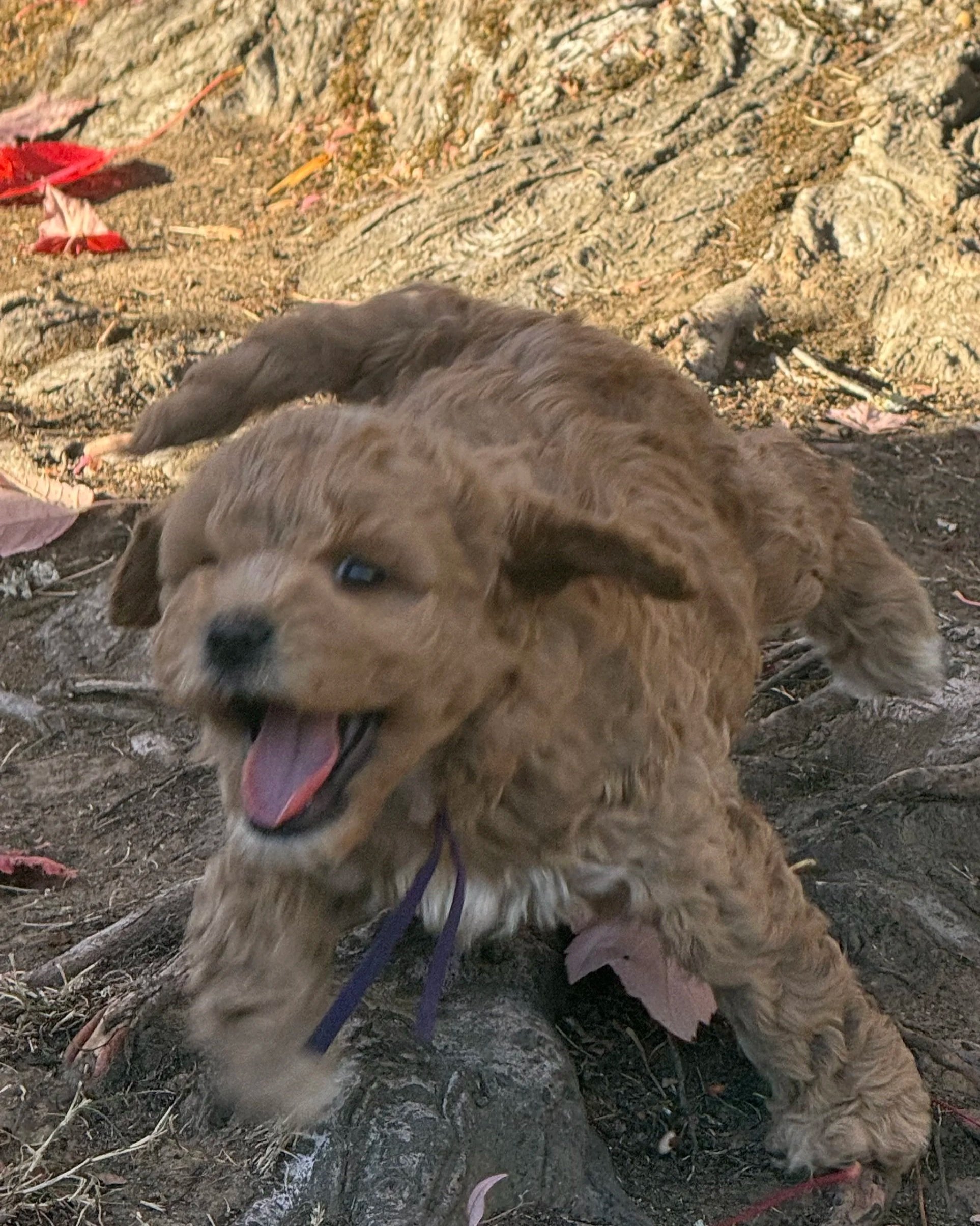 Mochi female