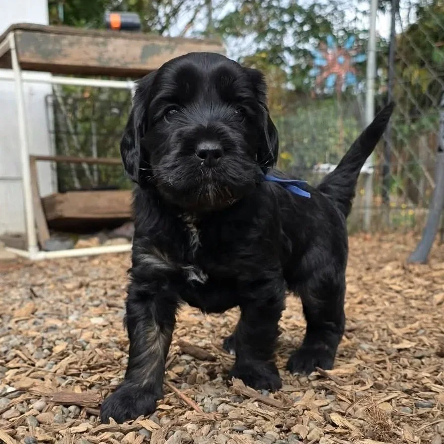 Cinder male