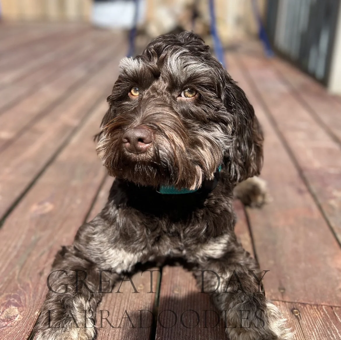 Australian Labradoodle Male Breeding Dogs — Great Day Labradoodles