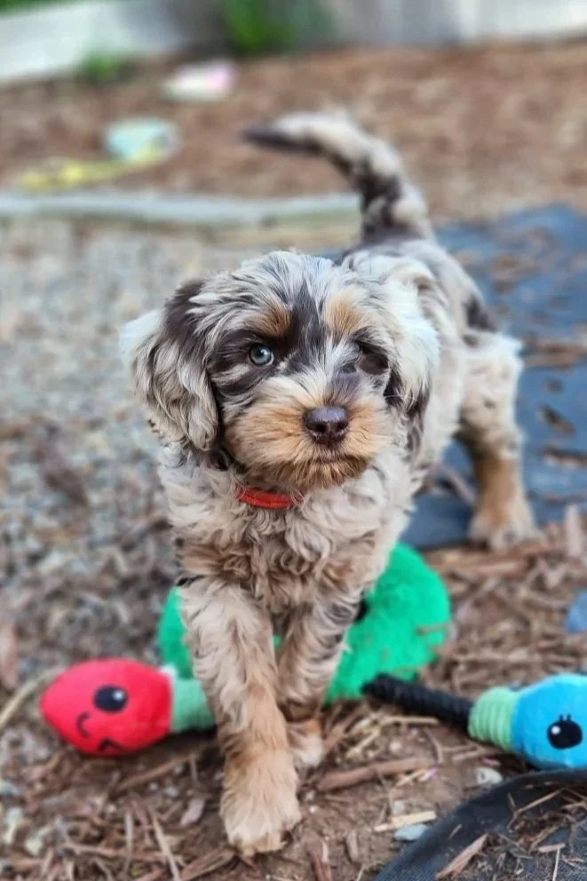 chocolate merle labradoodle