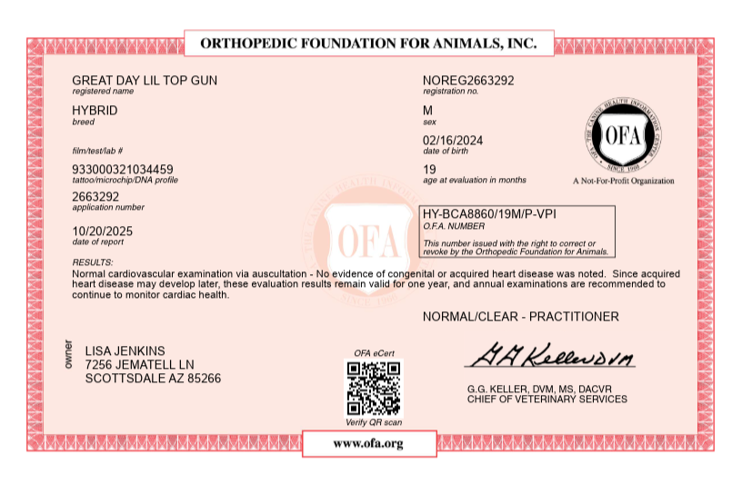 OFA cardiac certificate Great Day's lil topgun