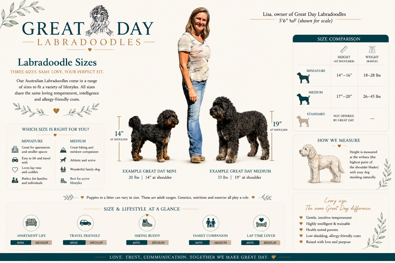 labradoodle size guide