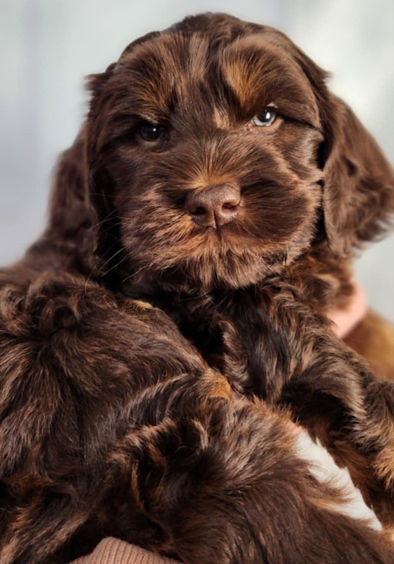 Australian Labradoodle puppy raised by an ethical breeder in Oregon.