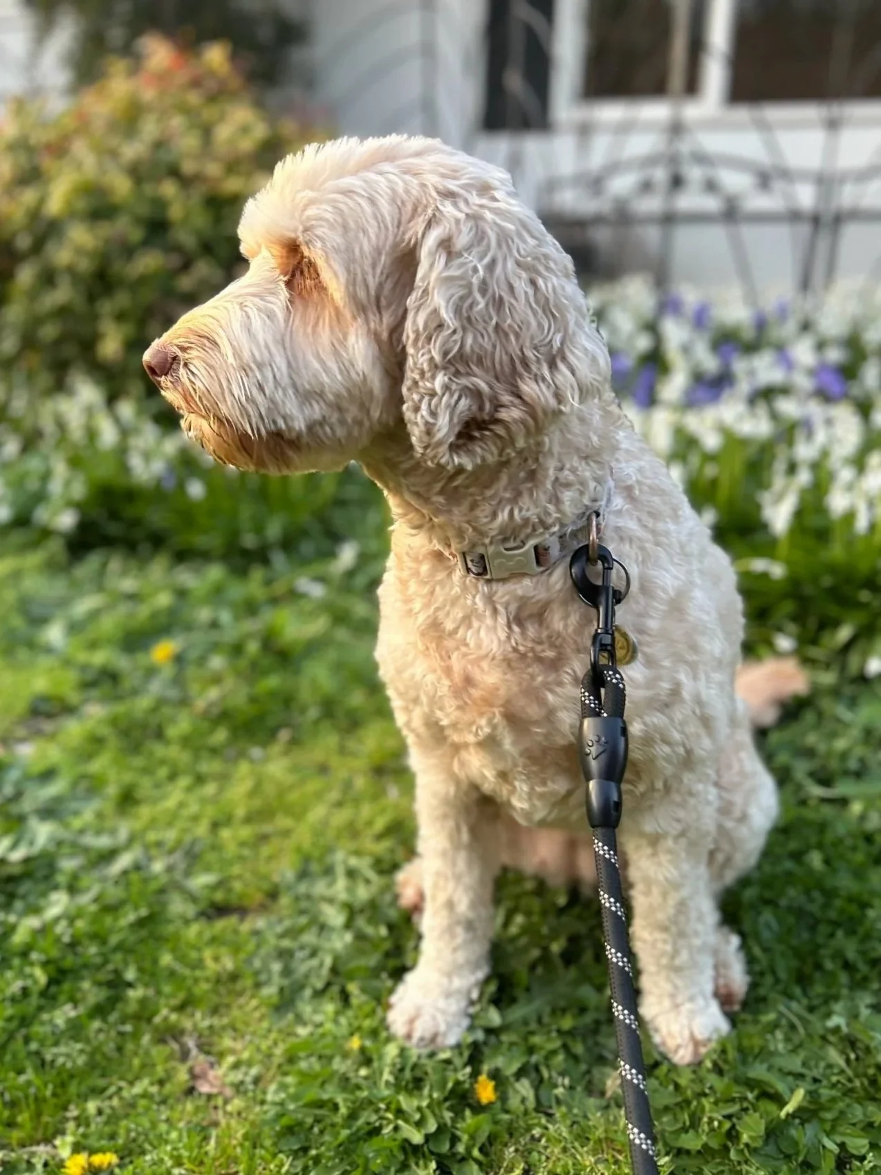 caramel labradoodle