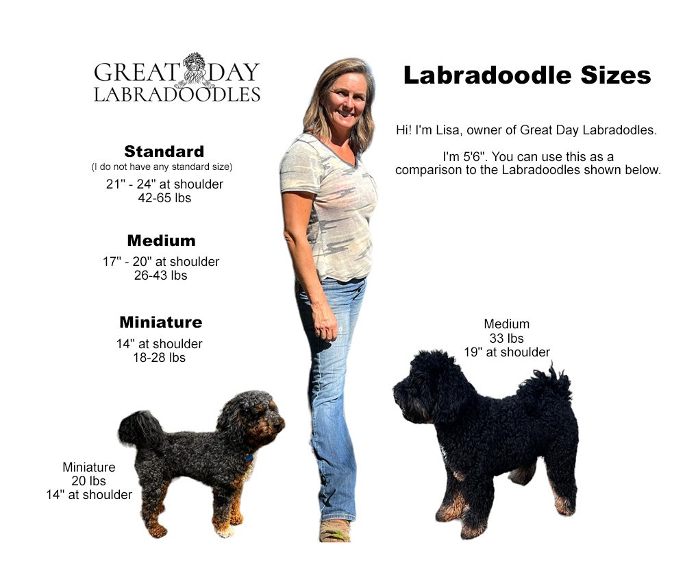 Labradoodle Size Guide  Learn the differences — Great Day Labradoodles