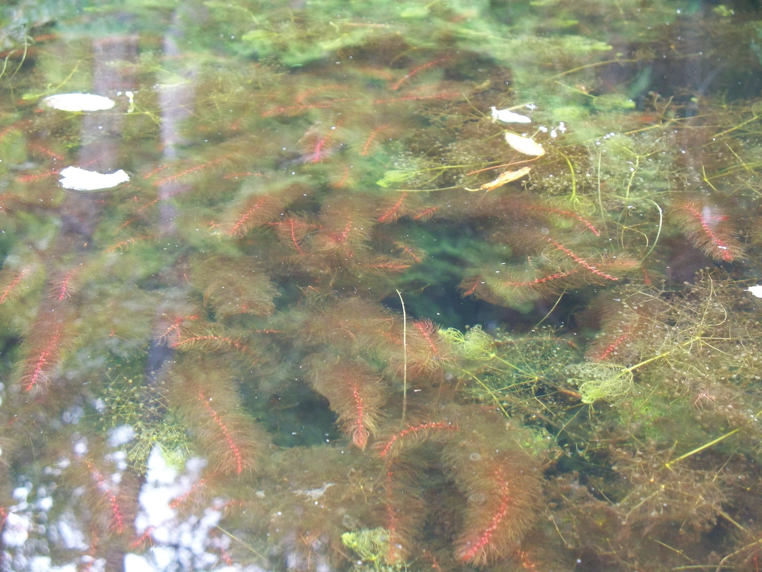 native milfoil.JPG
