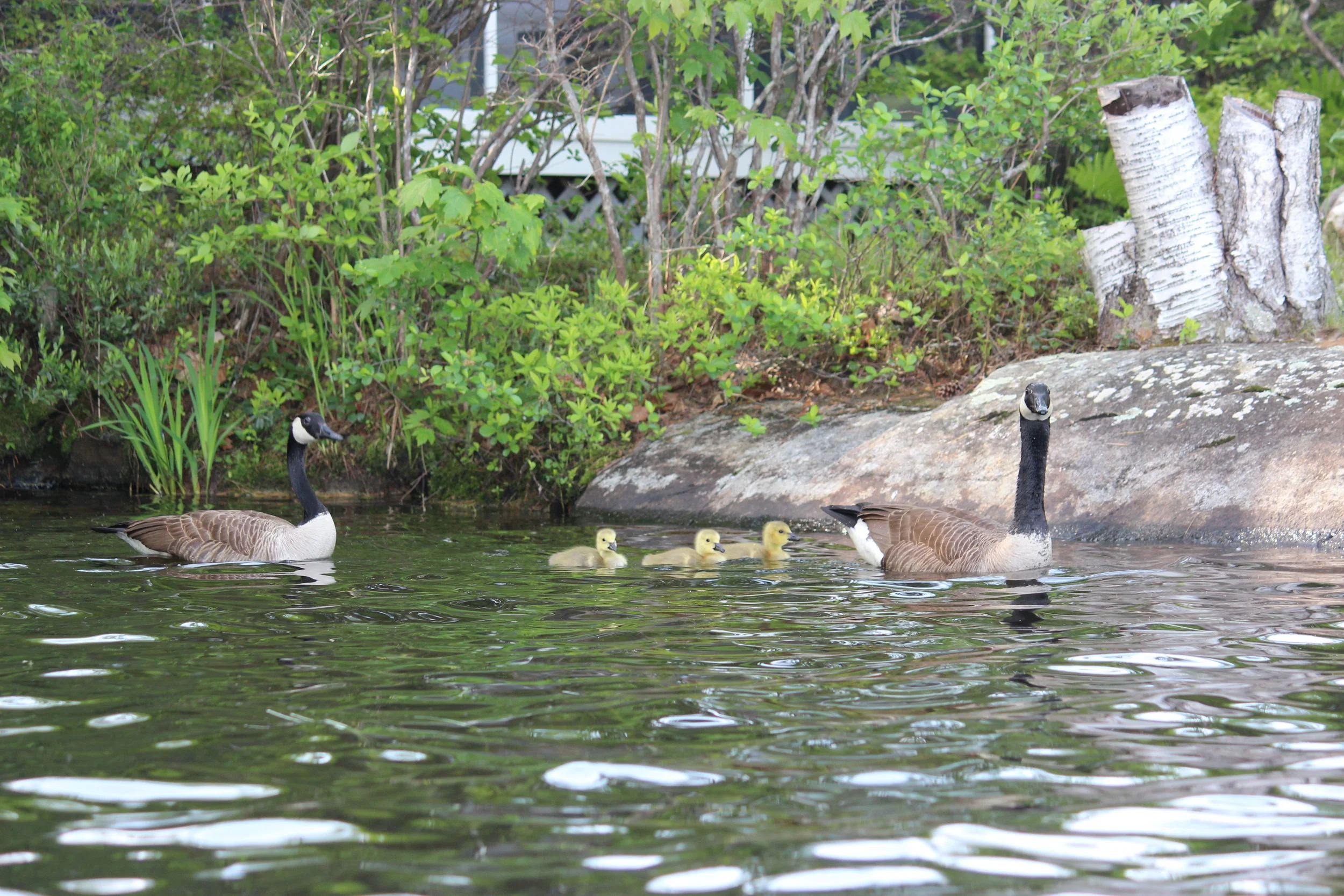 geese with gosslings.JPG