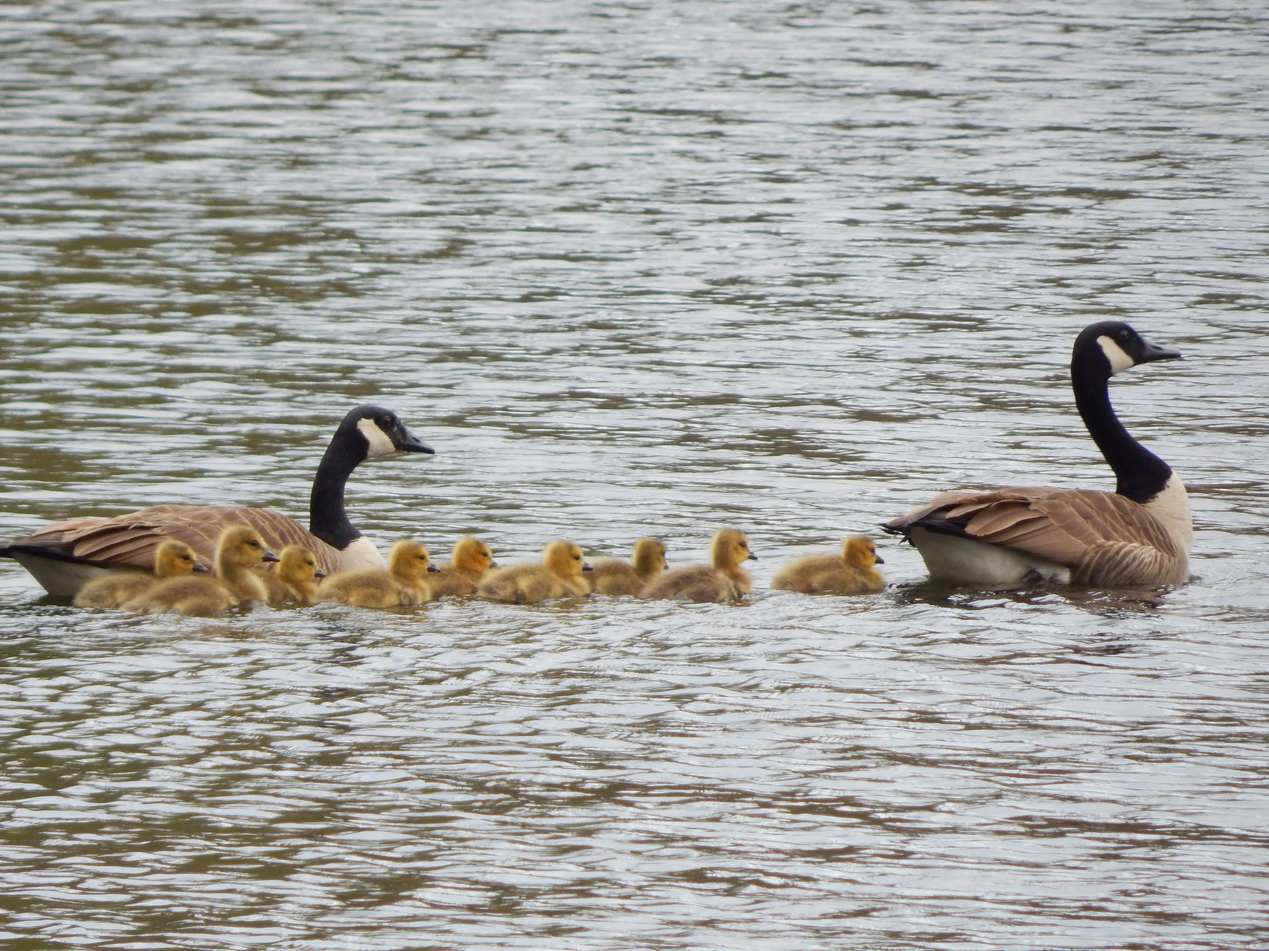Geese.JPG