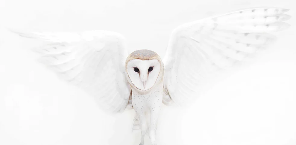 Scott_BarnOwl.jpg