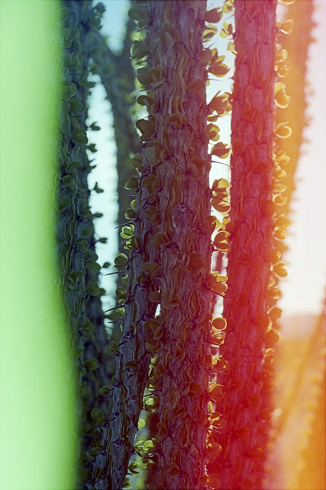 Soldan_Ocotillo.jpg