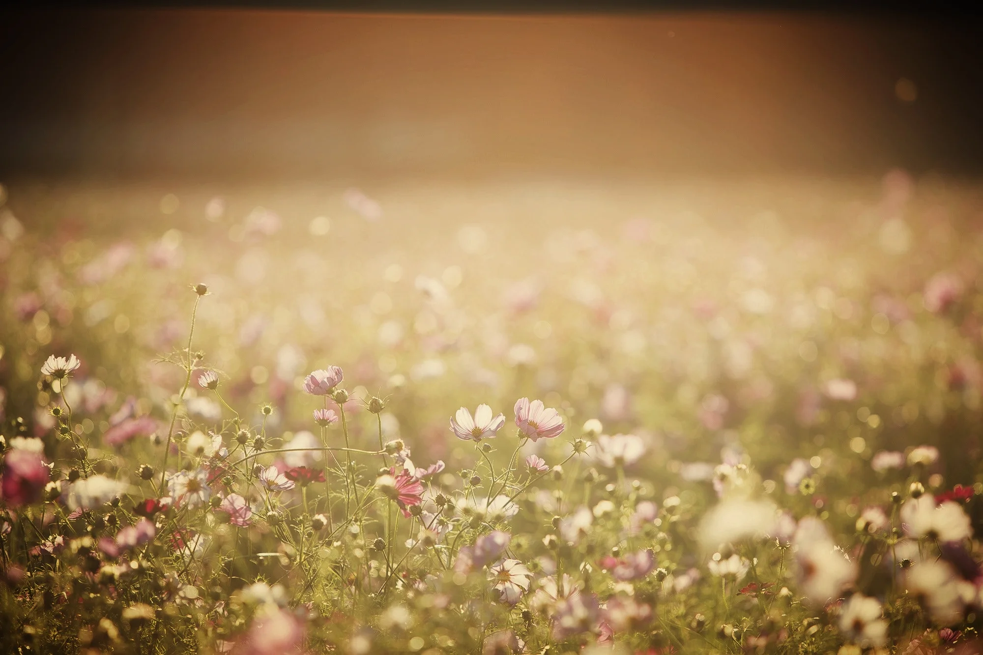 background-backlight-blur-262713.jpg