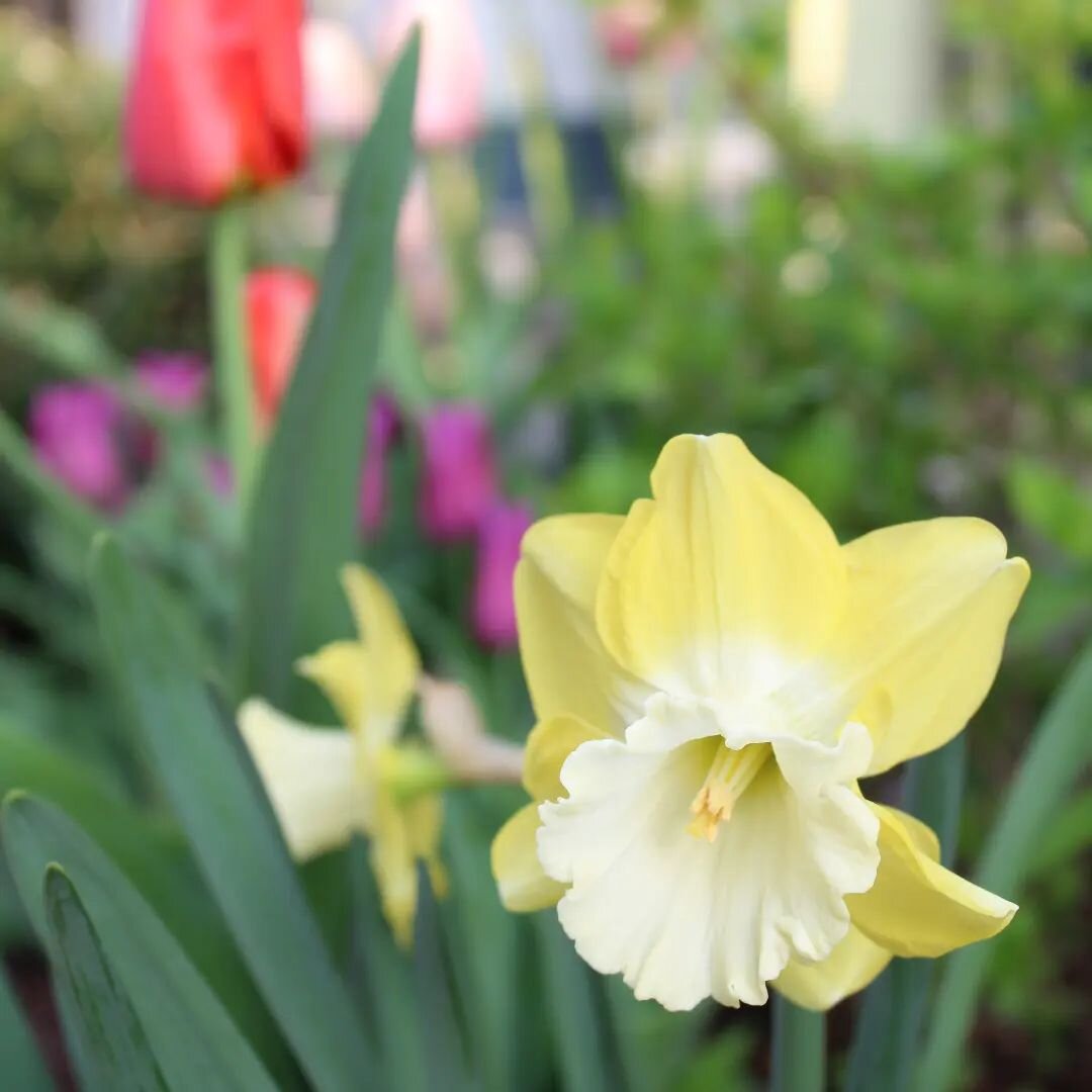 FREE daffodil and tulip bulbs! Join us Saturday, Nov. 19 at the Monroe Street Market Farmers Market from 9 a.m. until they're gone! It's our annual gift to the neighborhood. We'll even include some planting instructions. We just ask you plant the bul