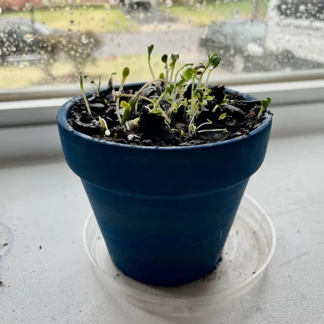 Thank you for joining us last week for our pot-painting and seed-planting event! We hope your seeds have popped up too. If many sprouted for you, you can gently separate them and move some to other pots. Be sure to keep your seedlings in the light an