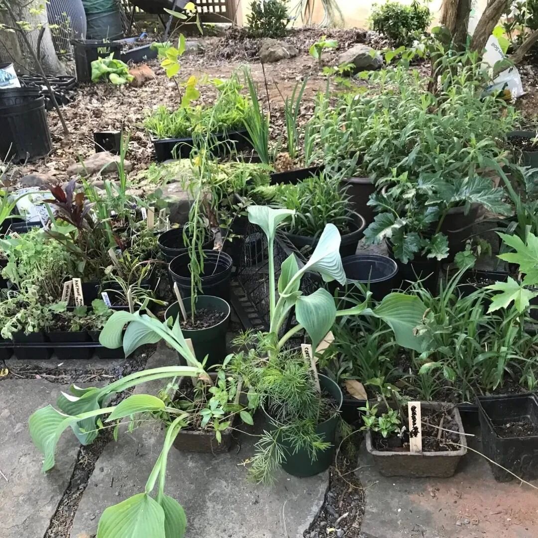 Today's the day for the Greater Brookland Garden Club plant swap! Bring a plant, take a plant or do both! We have something for every type of garden. 10 am to 2 pm, Newton Street between 12th and 13th. All are welcome! 🌱