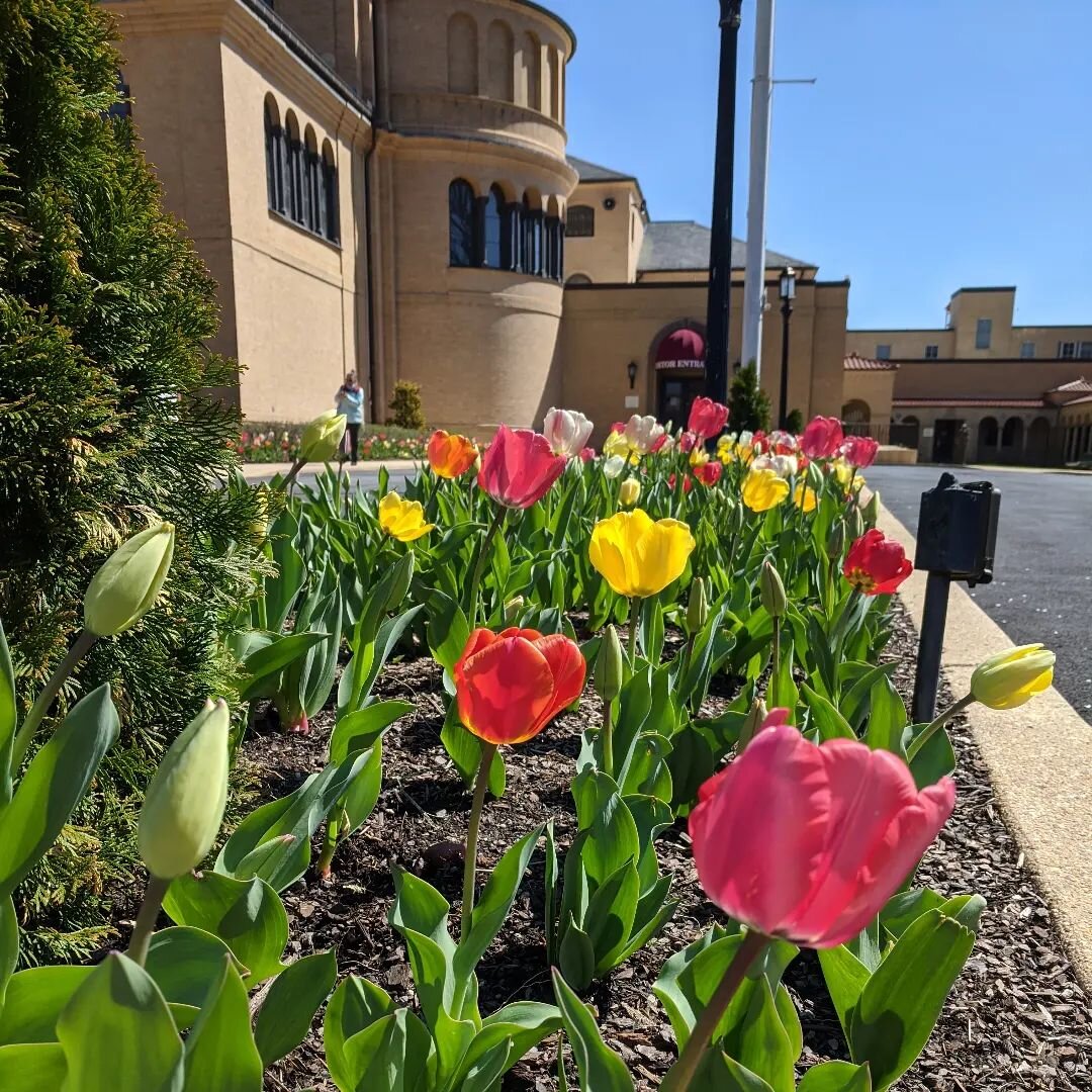 Tulips are blooming at the Monastery