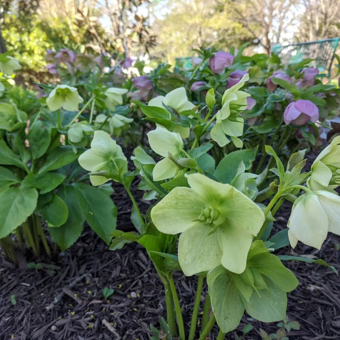 Hellebores at the Monastery