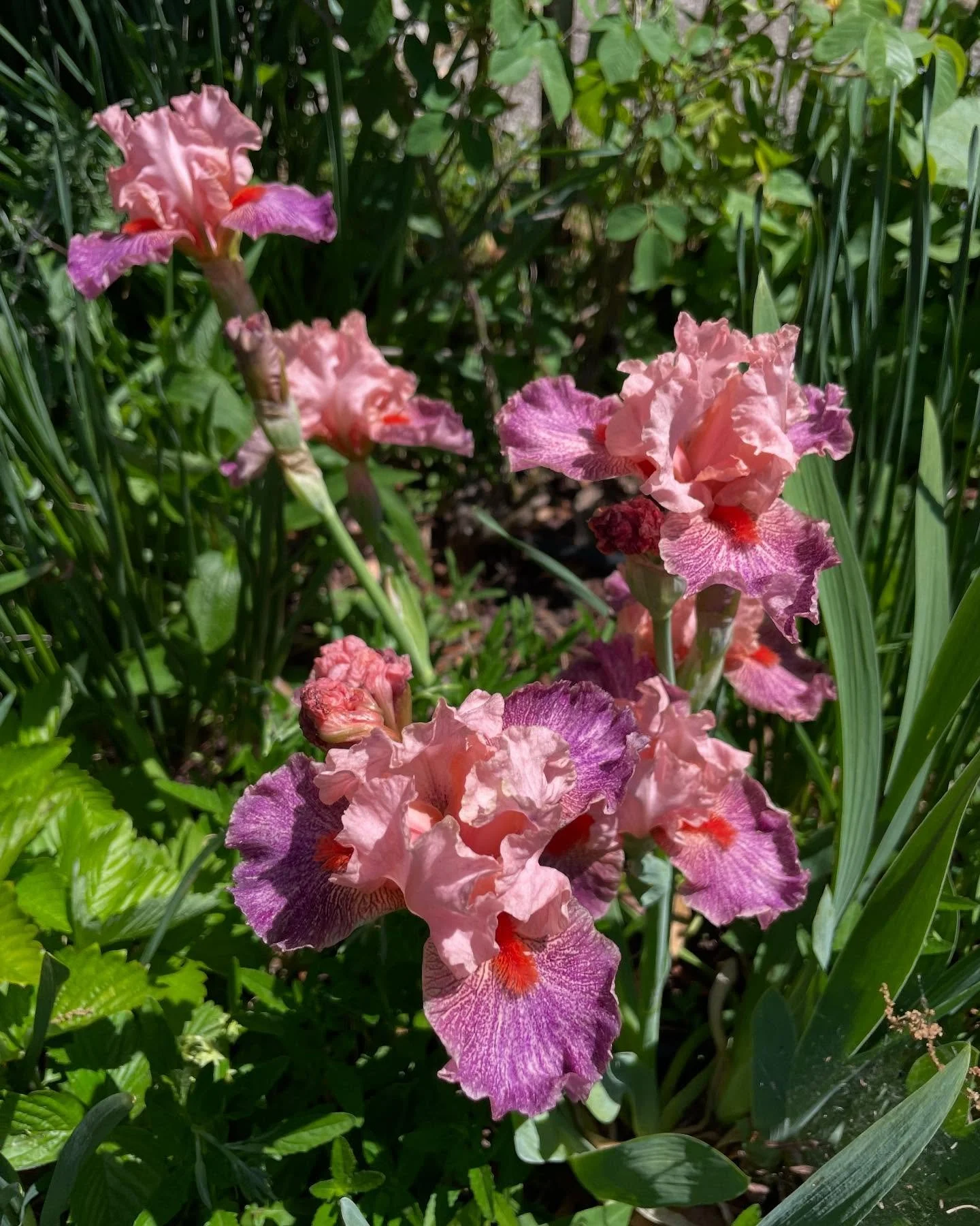 Fancy bearded irises - a beauty in spring!