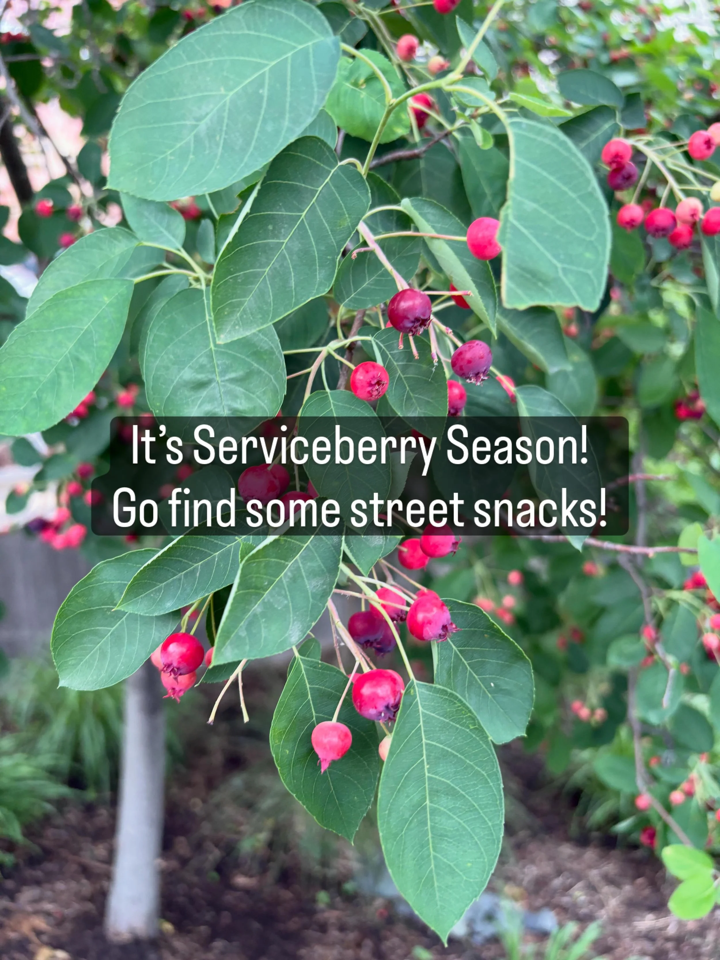 https://caseytrees.org/2026/05/the-serviceberry-a-guide-to-appreciating-this-small-but-mighty-tree/