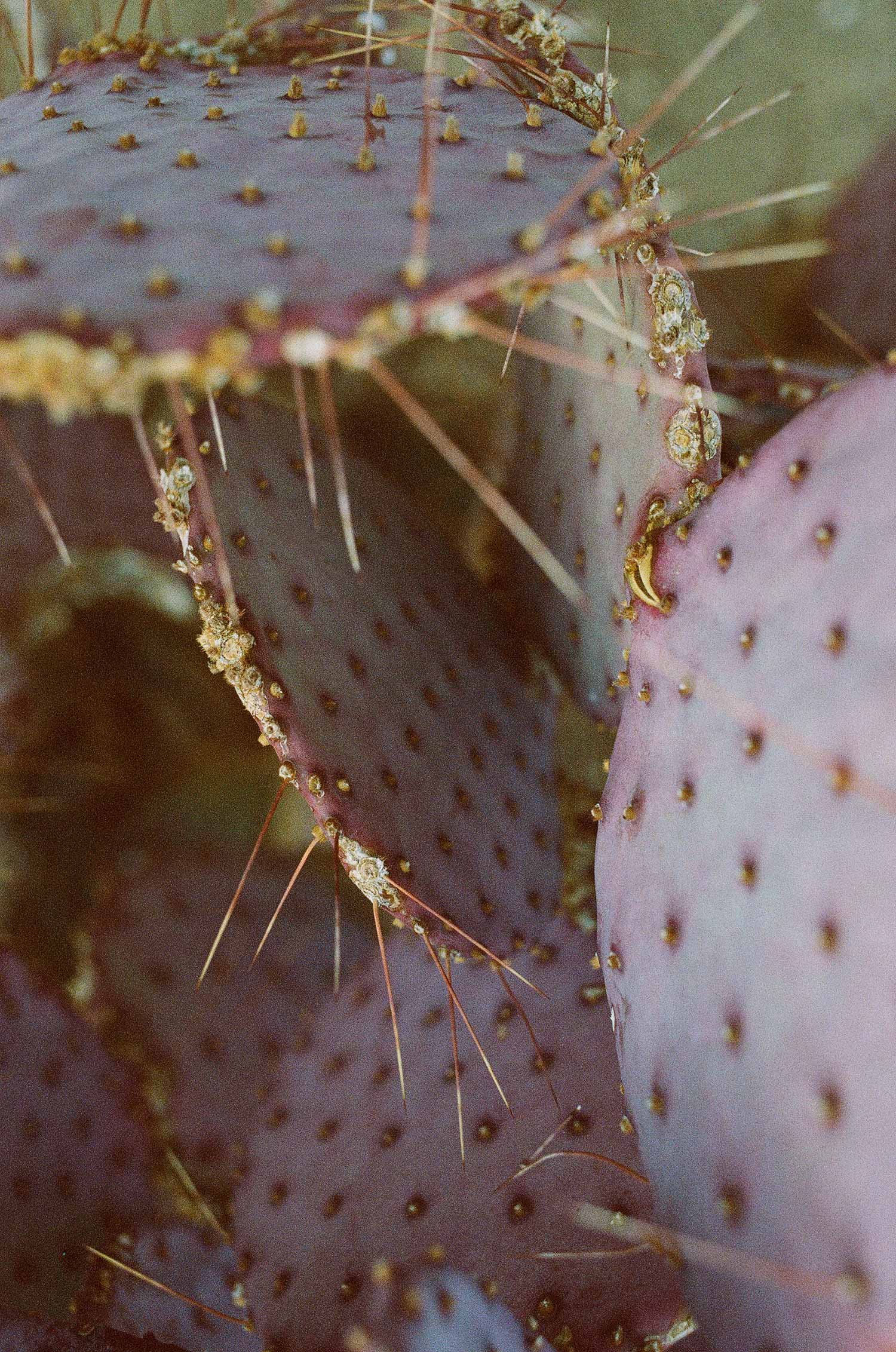 teig-film-cactus-01.jpg