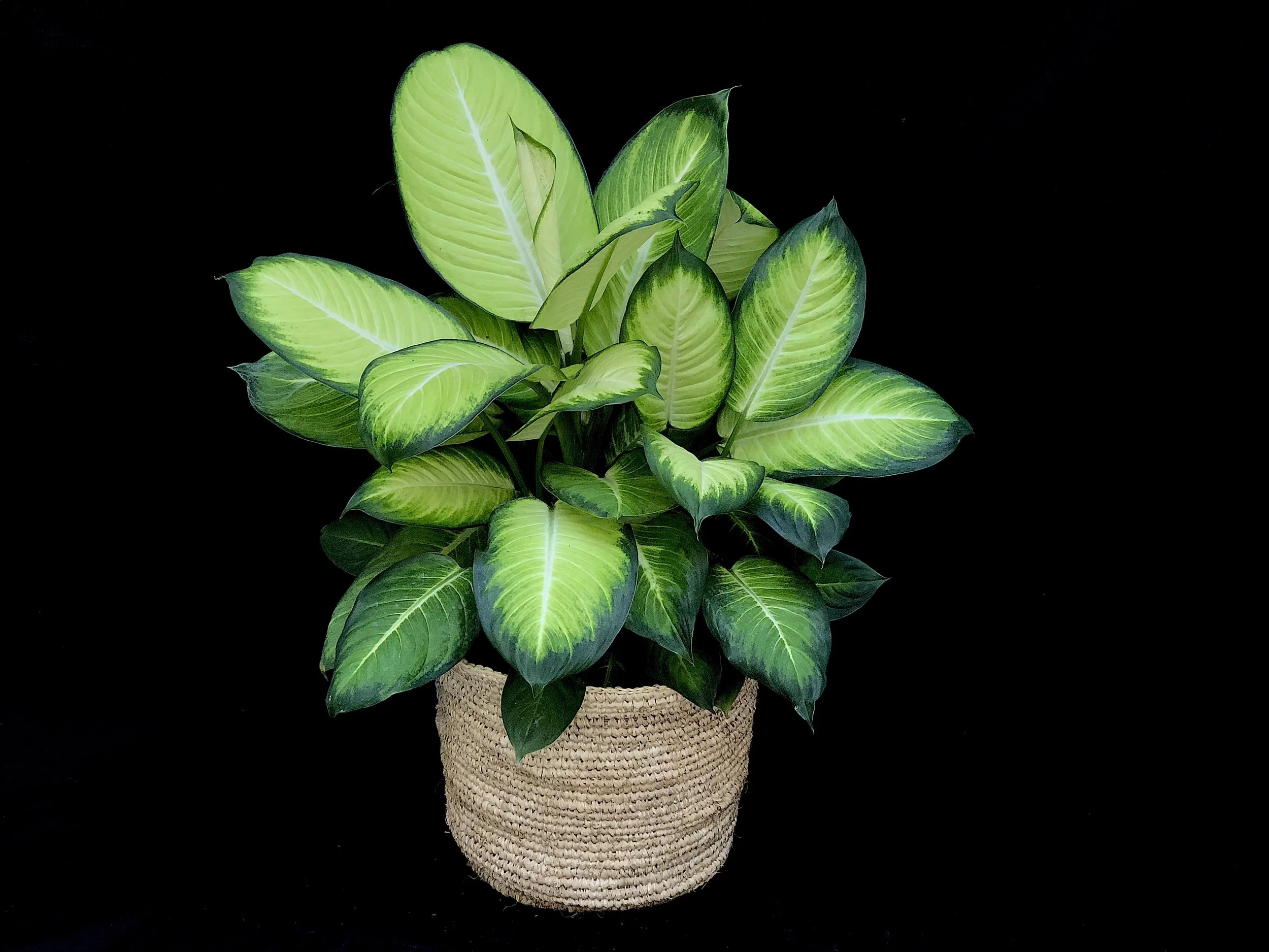 DumbCane.jpg