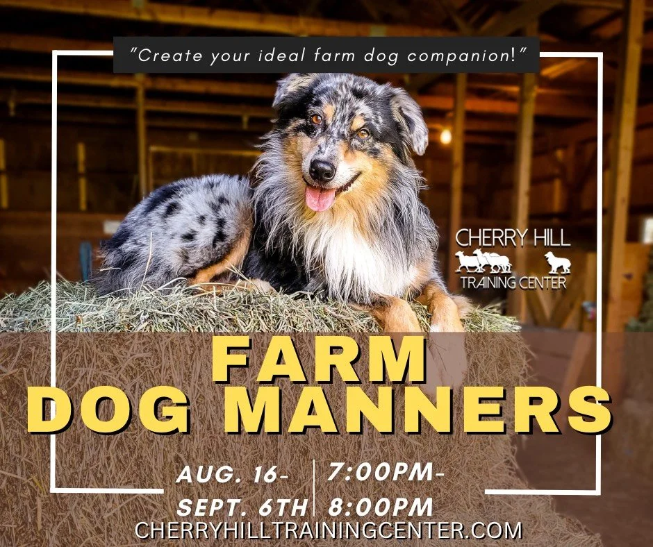 Farm Dog Manners