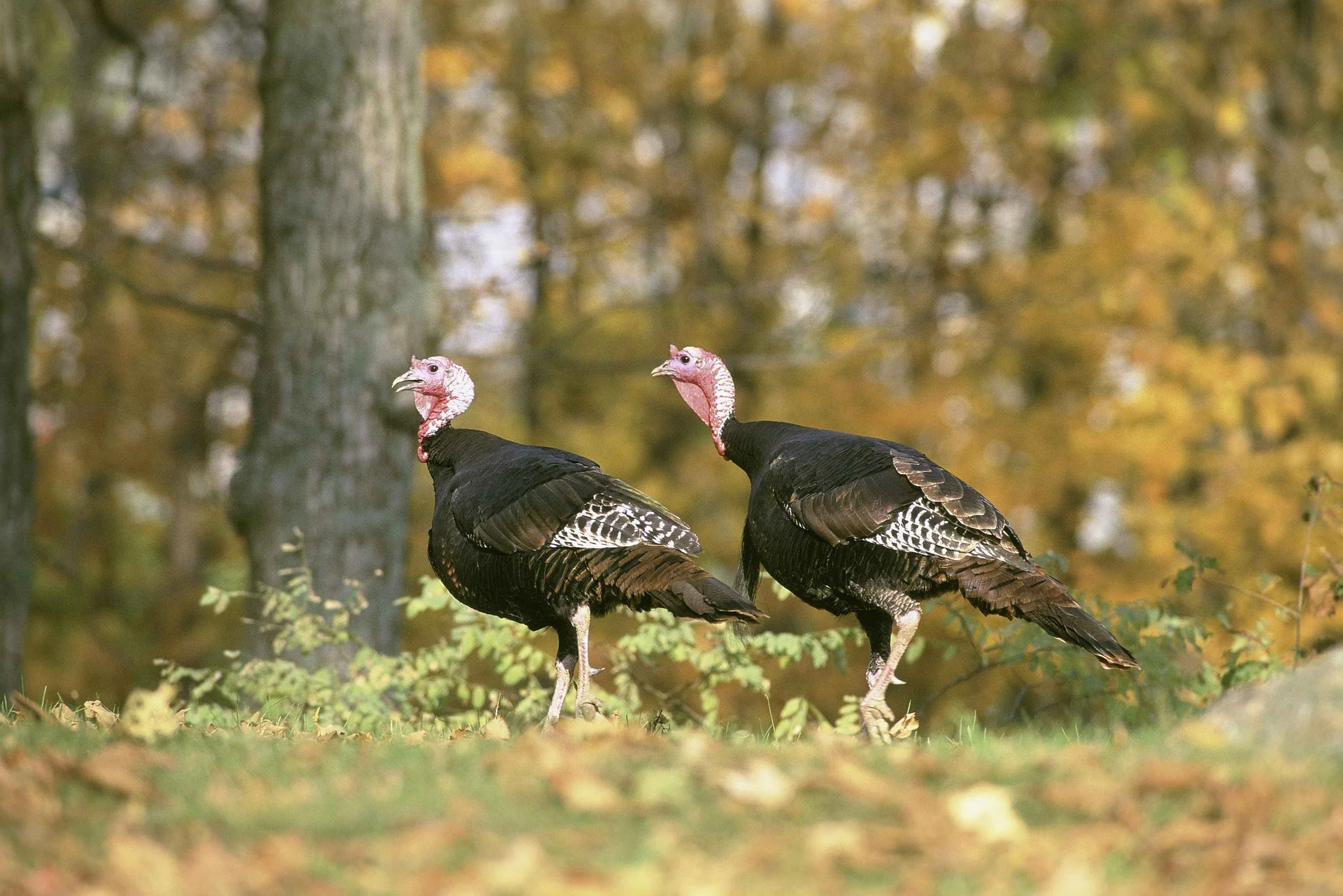 autumn-387109_1920.jpg
