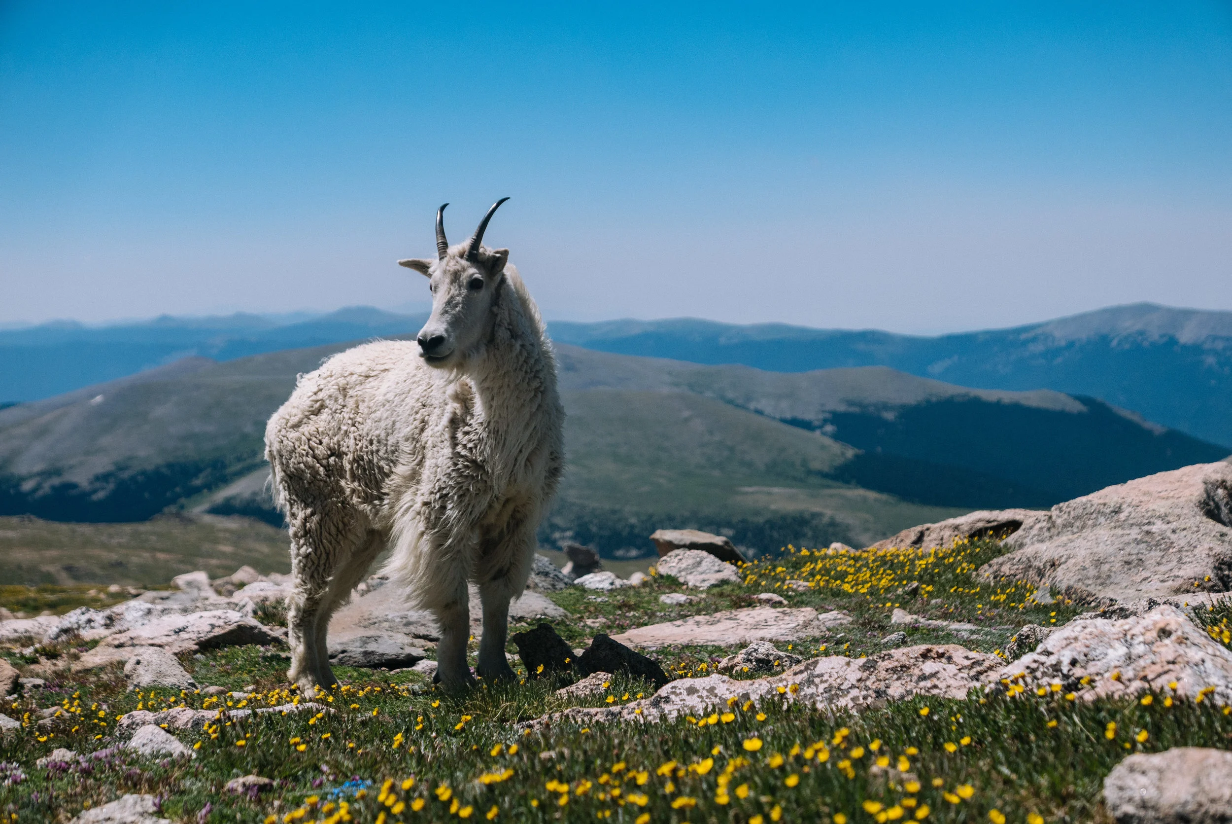 Colorado mountain goat