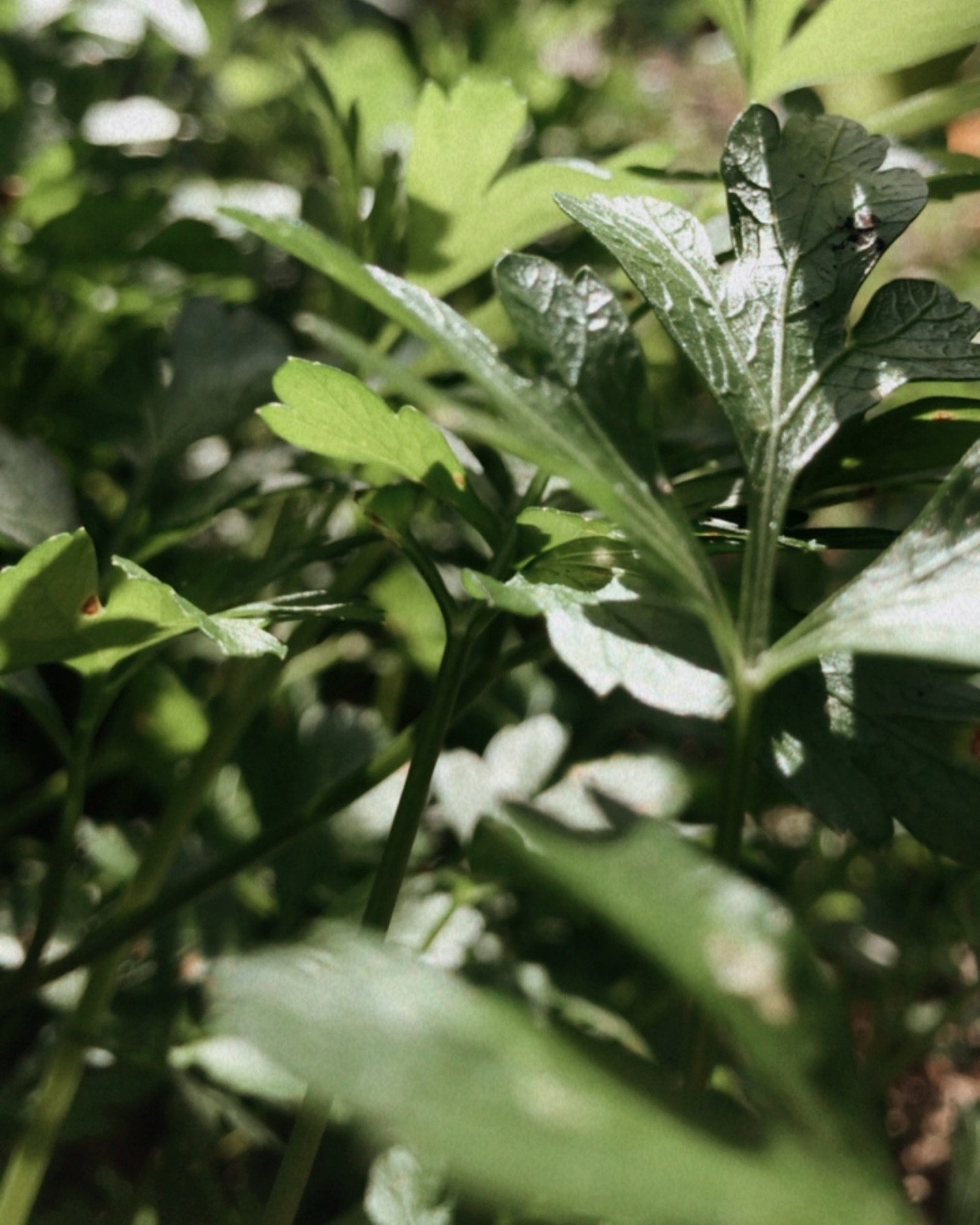 Parsley 🌿 

Hope you have been enjoying the beautiful summer season. Sharing some photos of self-sowed parsley in the garden.

Parsley leaves are a source of plant made compounds called flavonoids &amp; antioxidants including luteolin, apigenin, fol