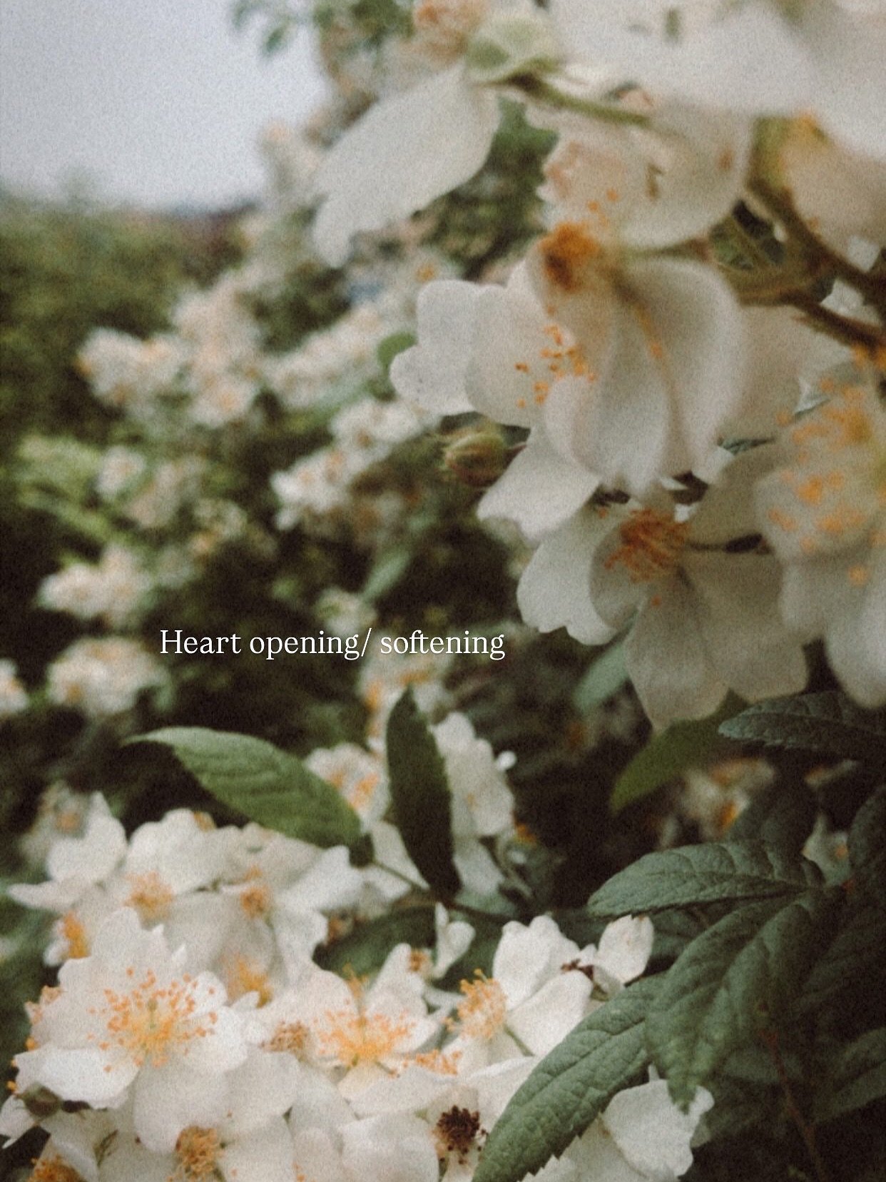 Working with wild roses in bloom - inner world exploring on what comes up for me when I think of/ imagine/ stand next to roses this time of year. 

Reflections on what thoughts/images/feelings/memories/body sensations come up for me.

Are there parts