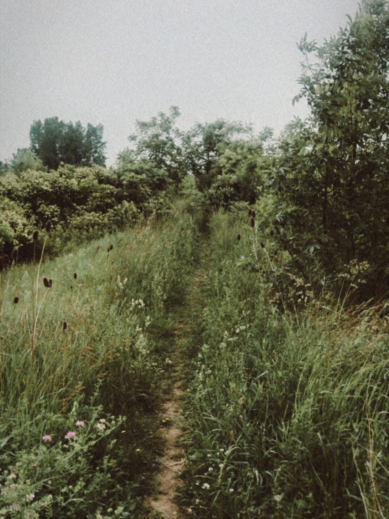 There is this deep old feeling that pulls me to this place - walking this path, being a part of this beauty, appreciating this web of life.

I walk the same path, yet it is always different in some way. 

My walks are like a conversation after which 
